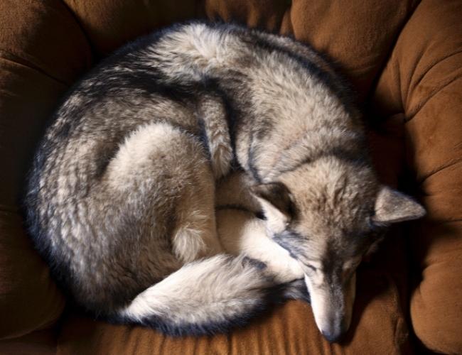 Dog Fact - Dogs curl up to sleep for a reason