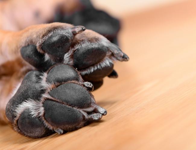 Dog Fact - Dogs have scent glands on their paw pads