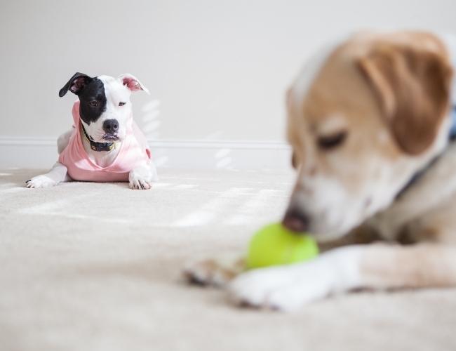 Dog Fact - Dogs feel jealousy and possessiveness