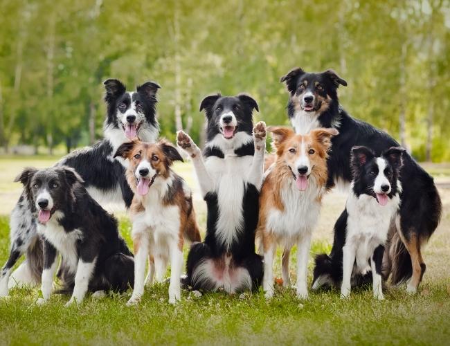 Happy Dogs in group