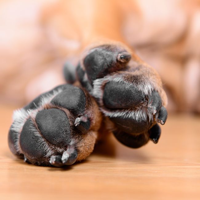 How To Take Care Of Your Dog's Paw