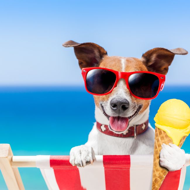 summer care tips for dog paw