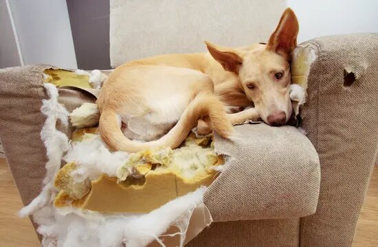 Dog Chewing sofa