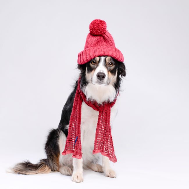 Winter care tips for dog's paw