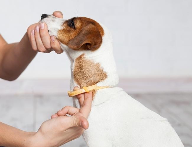 Dog Collar To prevent From Ticks and Fleas