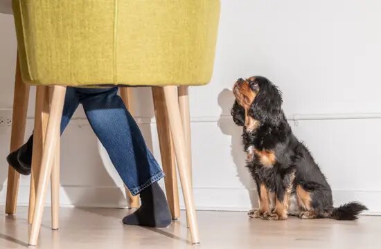 Dog Bagging For Food