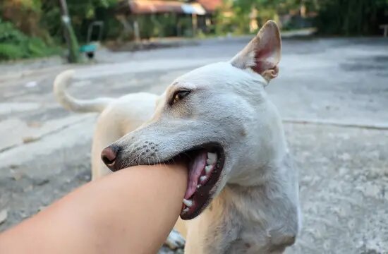 Dog Biting People