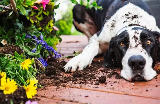 Dog Digging Behavior