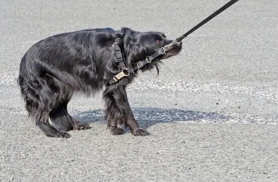 Dog disobey his owner