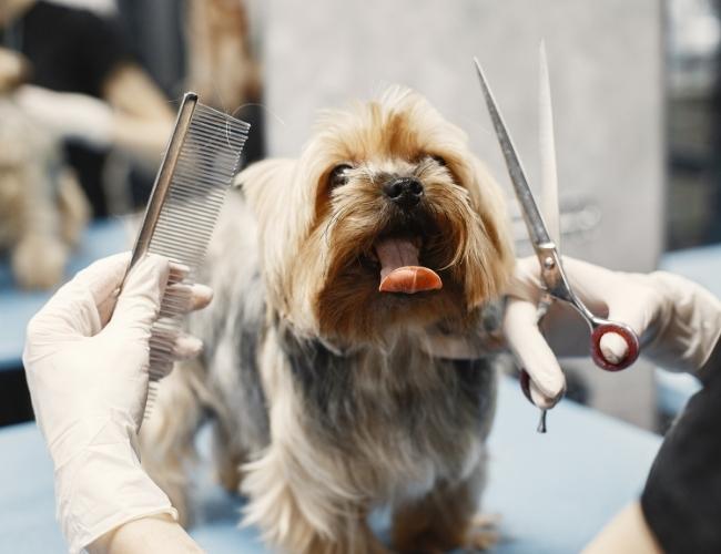 Grooming Dog To prevent From Ticks and Fleas