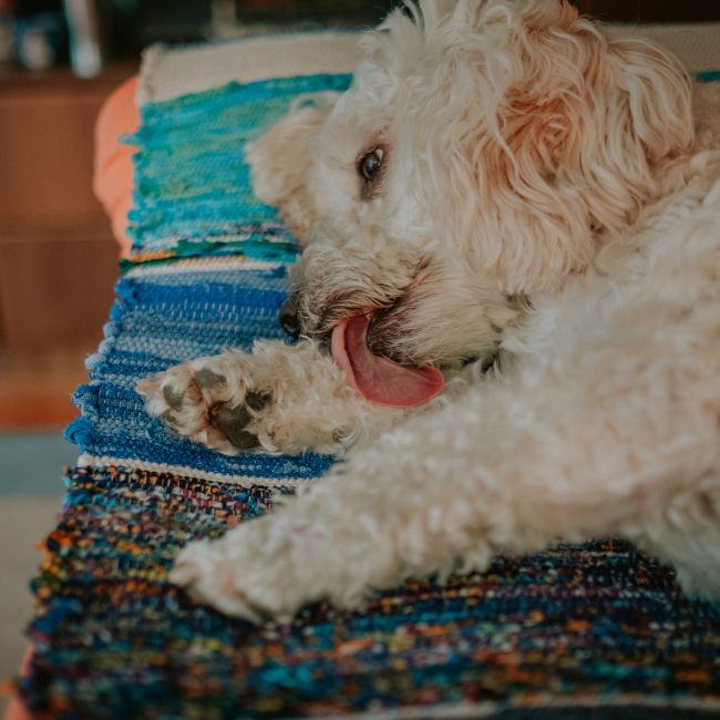 Dog licking Paw