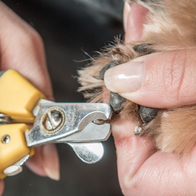 Dog nail trim care