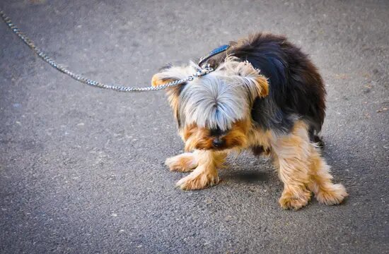 Dog Urinating