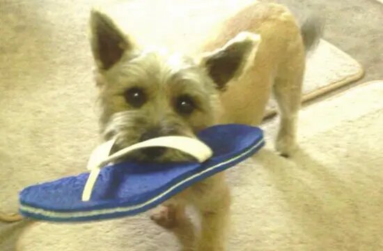 Dog Stealing Slipper of Neighbor