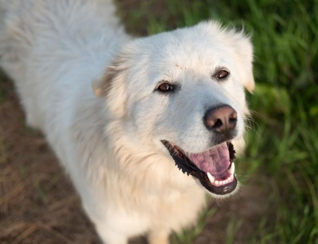 Dog Fact - They Have Great Perception of Mind