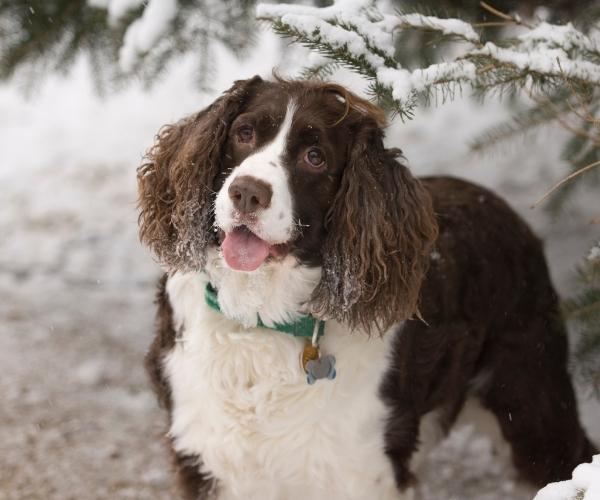 English Springer Spaniel Scent hound dog breed