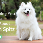 Indian Spitz Dog- Everything You Need to Know About Price Health Lifespan