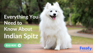 Indian Spitz Dog- Everything You Need to Know About Price Health Lifespan