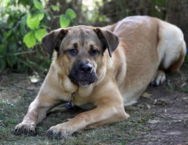 Fila Brasileiro Guard Dog
