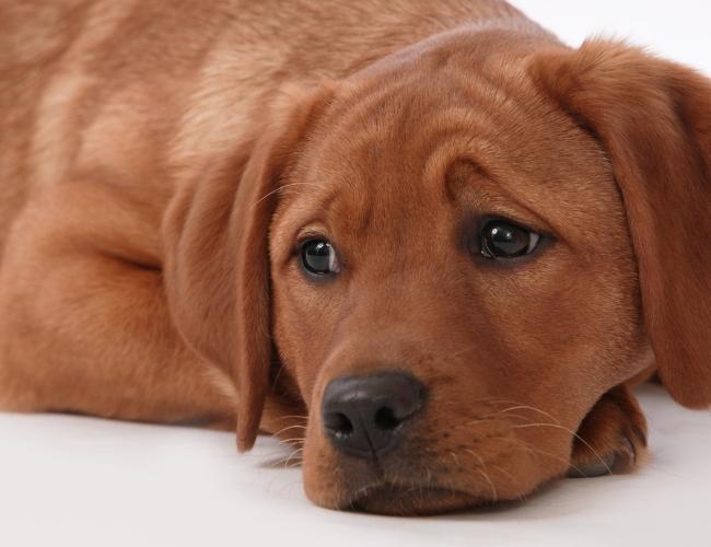 Upset Dog because of Gastritis problem.
Tip - Use metal vessels to feed your dog in Monsoon to protect your pet's gut wellness from over drooling.