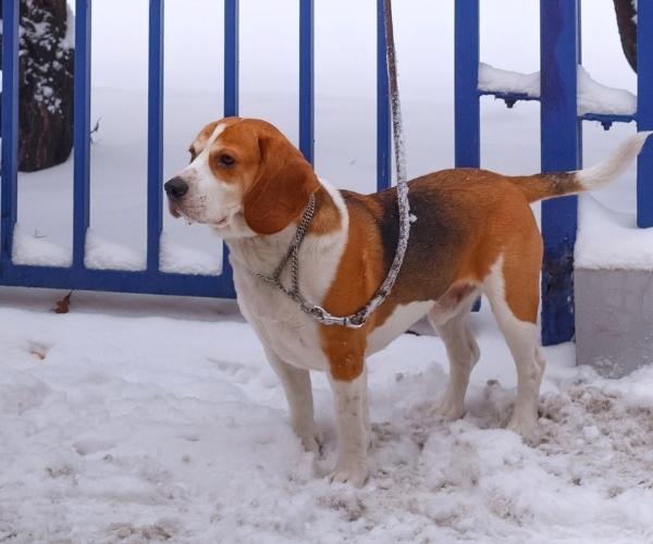 Harrier Scent hound dog breed