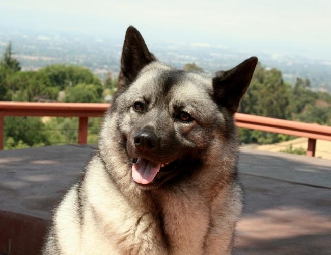 Guard Dog