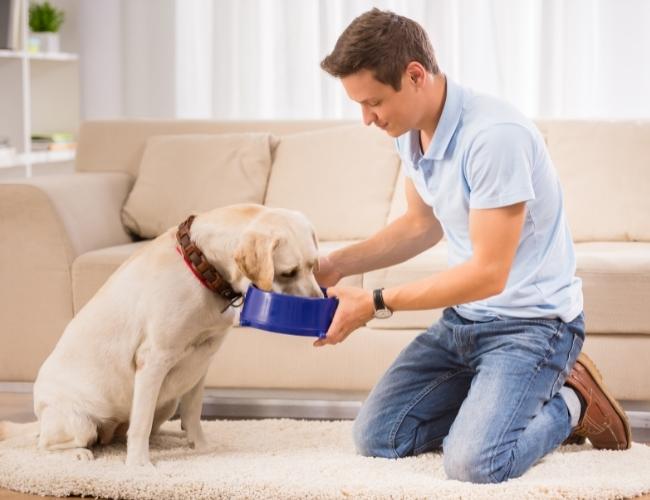 man feeding a pregnant bitch