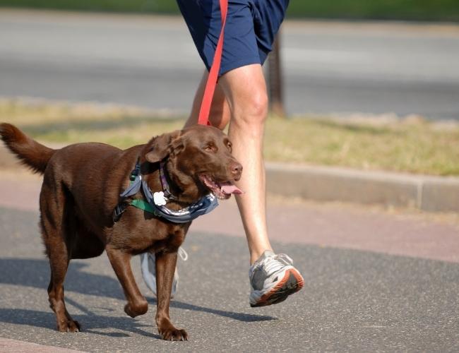 pregnant bitch walking for a morning walk with owner