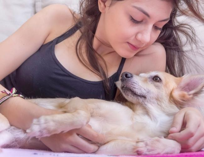 A pregnant bitch lying on bed with her lady owner.
