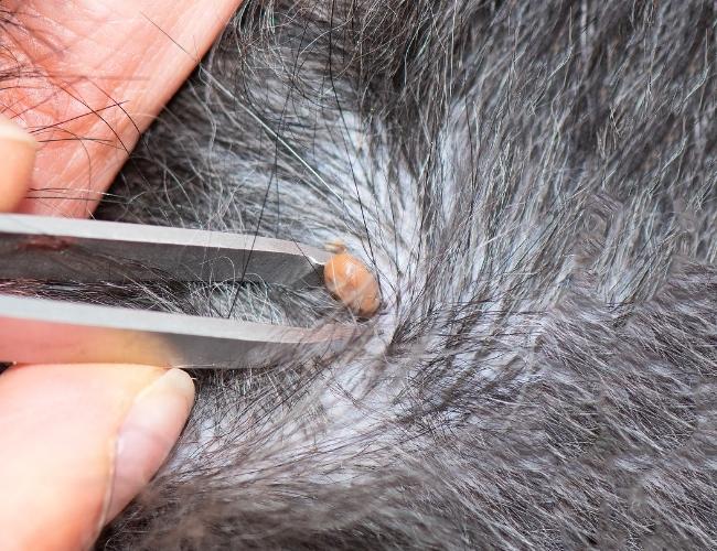 Removing Ticks and Fleas