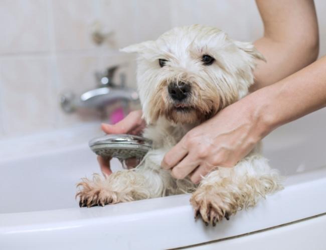 Bathing Dog to Prevent from ticks and fleas