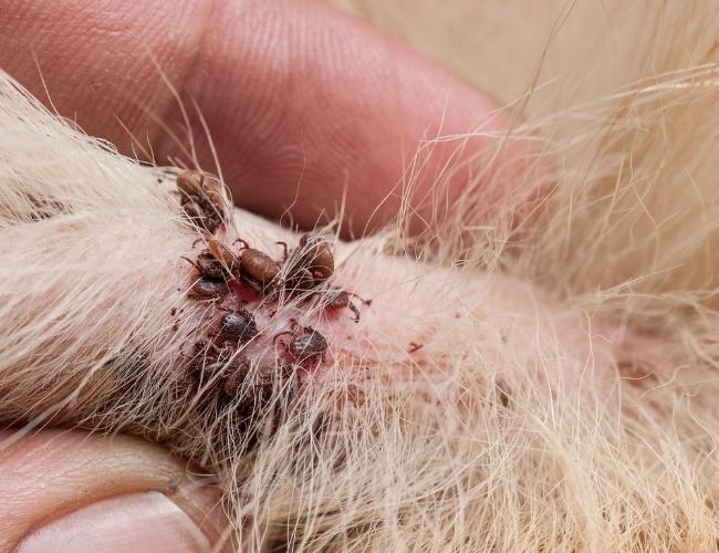 Ticks and Fleas in Dog