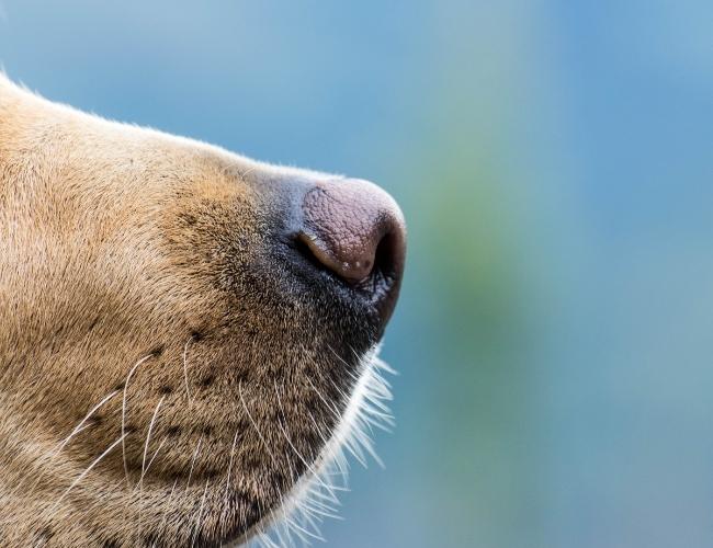 Dog Fact - Dogs can smell a human’s feelings