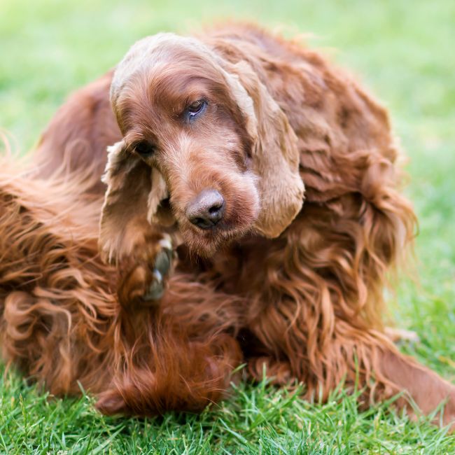 WHY DO DOGS SCRATCH THEIR EARS
