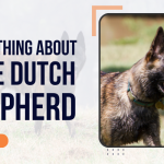 Blue Dutch Shepherd – Everything you need to know  