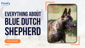 Blue Dutch Shepherd – Everything you need to know