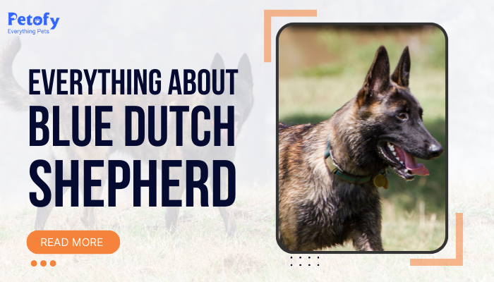 Blue Dutch Shepherd – Everything you need to know  