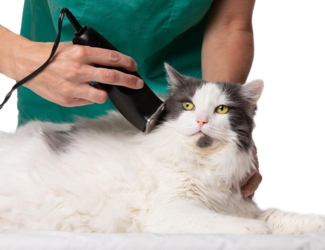 Grooming Cat To prevent From Ticks and Fleas