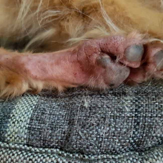 Care tips for Dog's Paw