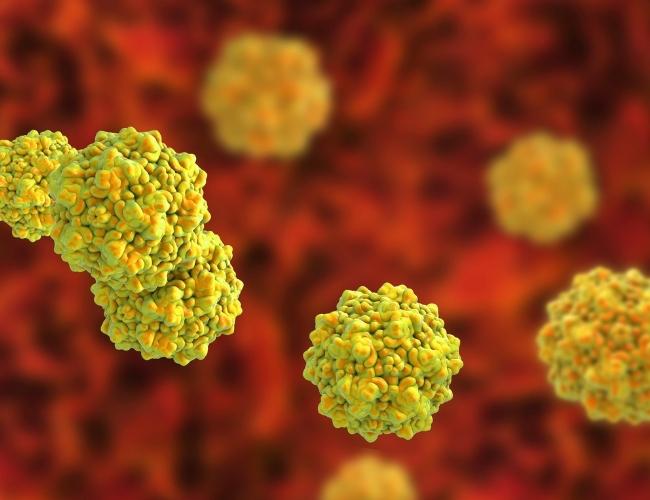 Parvo Virus bacteria