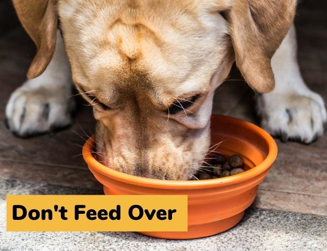 Do not over-feed