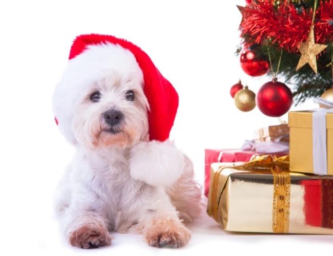 A Cute Dog Wearing Christmas Hat and Sit Beside of A Christmas Tree