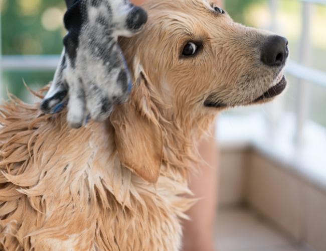 Dog Bathing During Summer Season