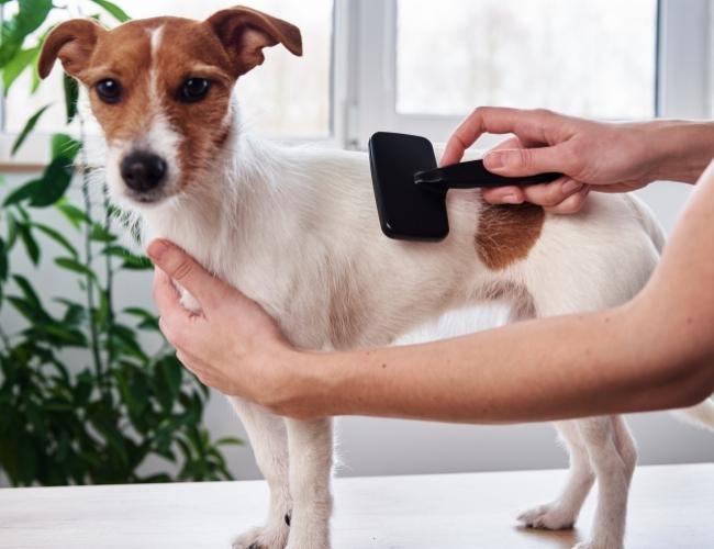 Owner Brushing His Dog
