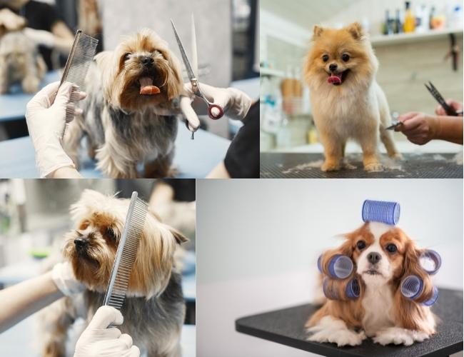 Dog Grooming Tips For Summer
