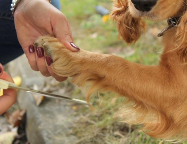 Dog Hair Trimming