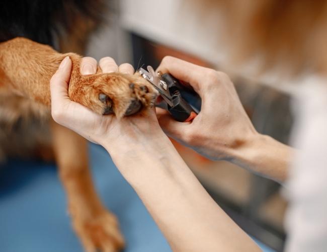 Dog Nail Clipping