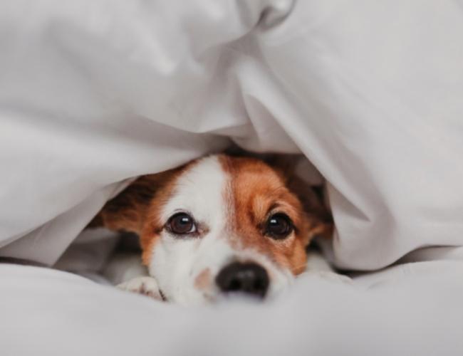 Pet Winter Care Tips