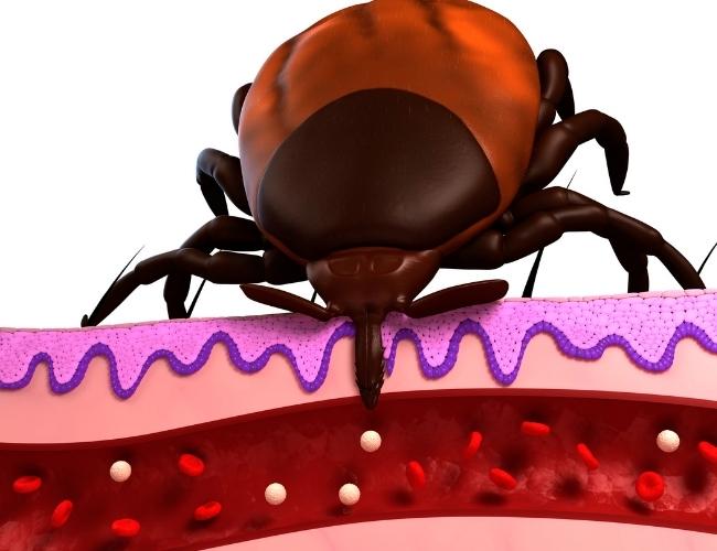 Animation in which shown a Tick Feeding Blood in Pet Animal