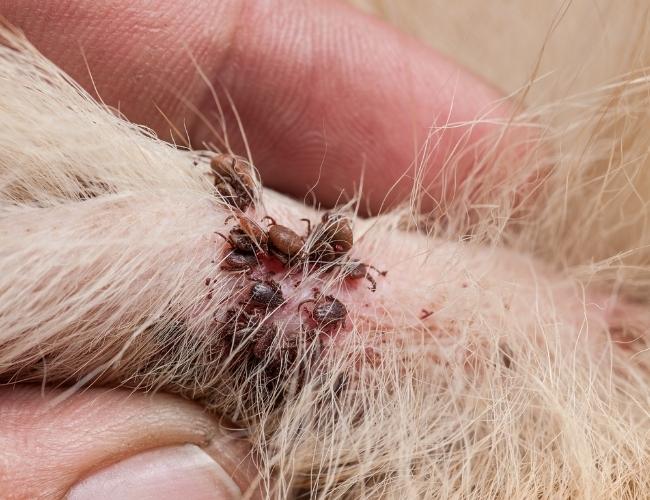 Ticks Feeding Blood in A Dog